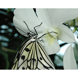 Rice Paper Loves Orchids by Sharon McClung
