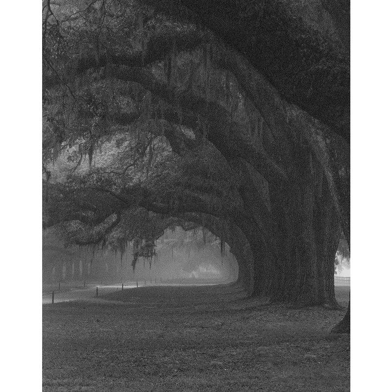 Trees in Early Morning Fog by Sharon McClung