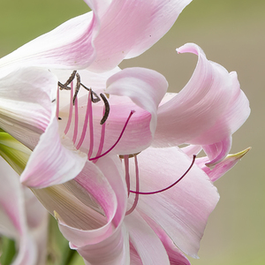 Small crinum lily spring joy