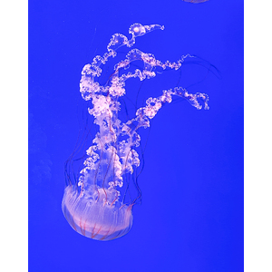 Sea Nettles by Sharon McClung