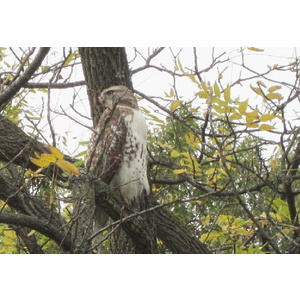 Hawk Keeping Watch by Kathie Chicoine