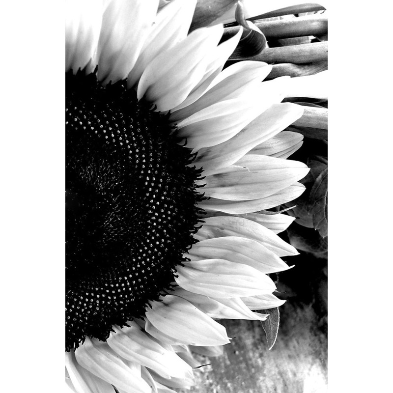 B/W Sunflower by Susan Busch