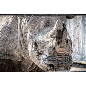 Rhino by Bernard Harris