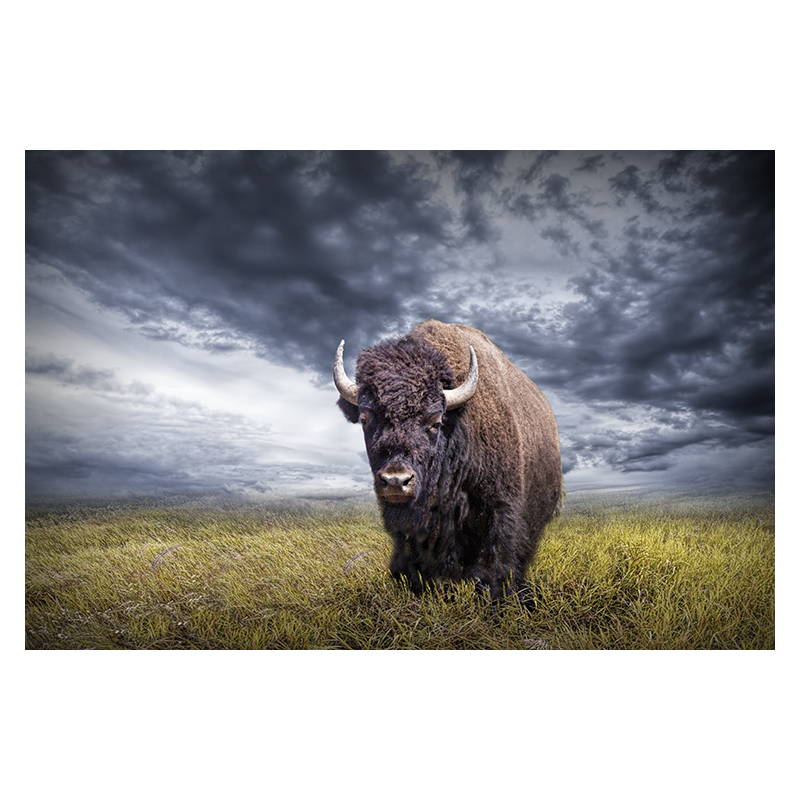 Plains Buffalo On The Prairie by Randall Nyhof