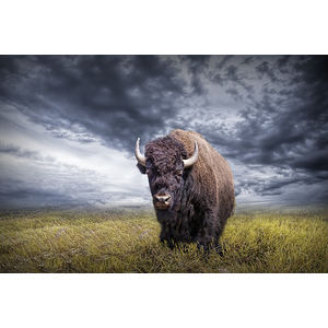 Small anl buffalo yellowstone 3574 2 f