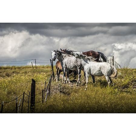 Medium anl montana horses along fence 20142 f