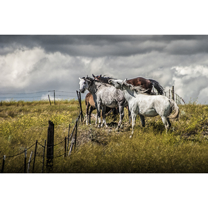 Western Horses by the Pasture Fence by Randall Nyhof