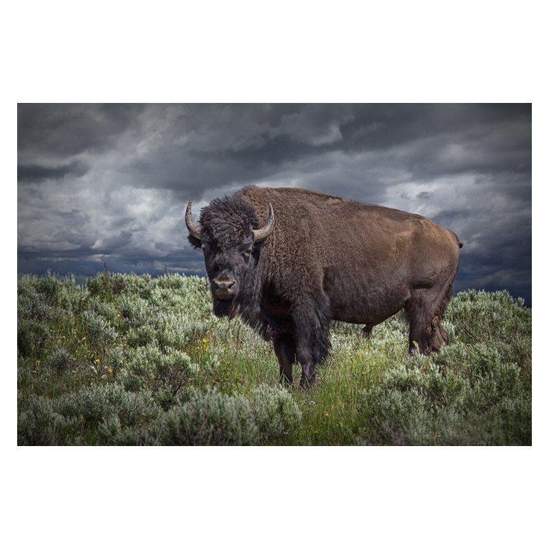 American or Bison in Yellowstone by Randall Nyhof