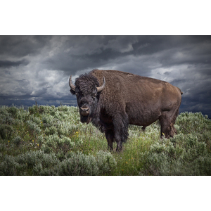 American Buffalo or Bison in Yellowstone by Randall Nyhof