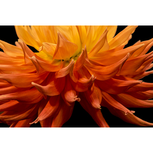 Dahlia Flower Closeup by Randall Nyhof