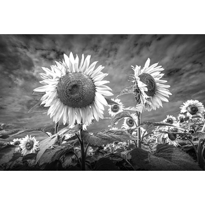 Sunflowers Blooming in Black and White by Randall Nyhof
