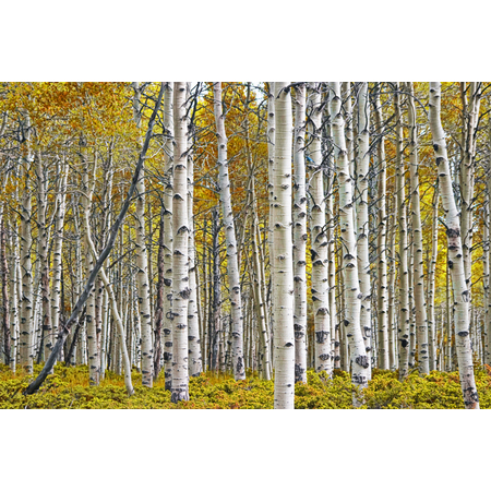 Medium ldsp birch grove fall 0641 f