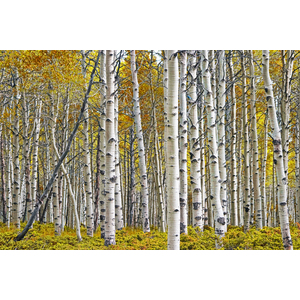 Golden Birch Tree Grove by Randall Nyhof