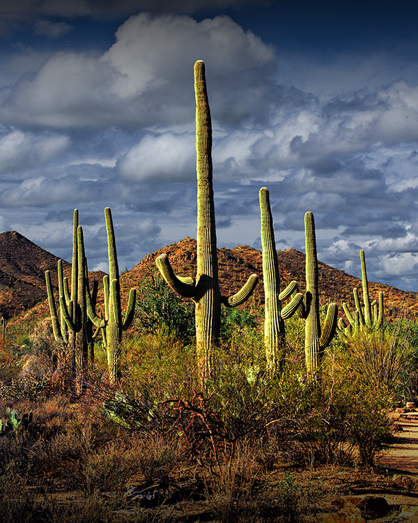 ArtZipper! Photographs, Saguaro Cactuses in Saguaro National Park near ...