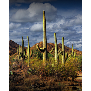 Saguaro Cactuses in Saguaro National Park near Tucson Arizona by Randall Nyhof