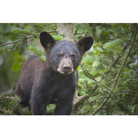 Medium anl black bear cub 349 f