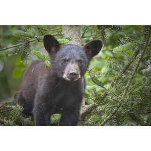 Black Bear Cub in Northern Minnesota by Randall Nyhof