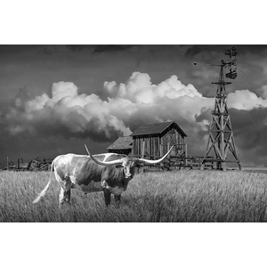Prairie pasture with a Longhorn Steer in Black and White by Randall Nyhof