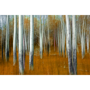 Impressionistic Orange Forest by Randall Nyhof