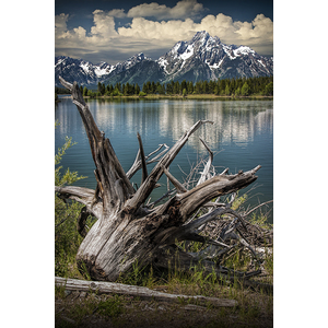 Tree Stump on the Northern Shore of Jackson Lake at Grand Teton National Park by Randall Nyhof