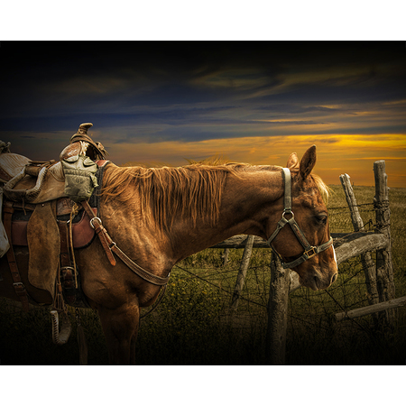 Medium anl saddle horse western 16x20 5228 f