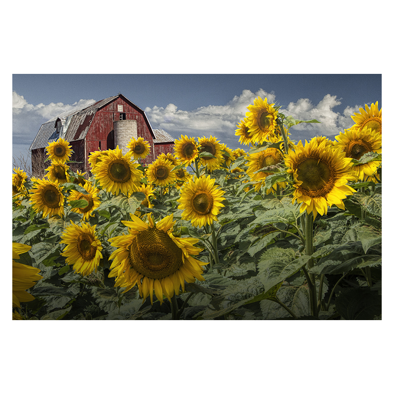 Golden Blooming Sunflowers with Red Barn by Randall Nyhof