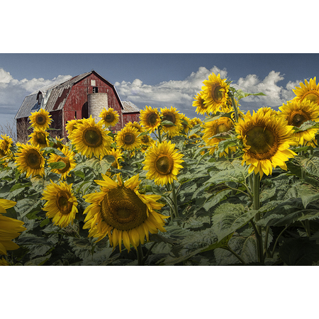 Medium flo barn sunflowers 067 f