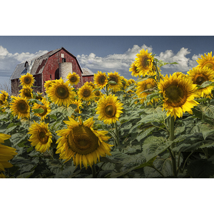 Small flo barn sunflowers 067 f