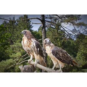 Pair of Red-tail Hawks by Randall Nyhof