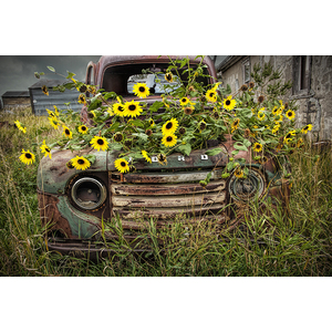 Yellow Flowers growing in a Vintage Ford Truck by Randall Nyhof