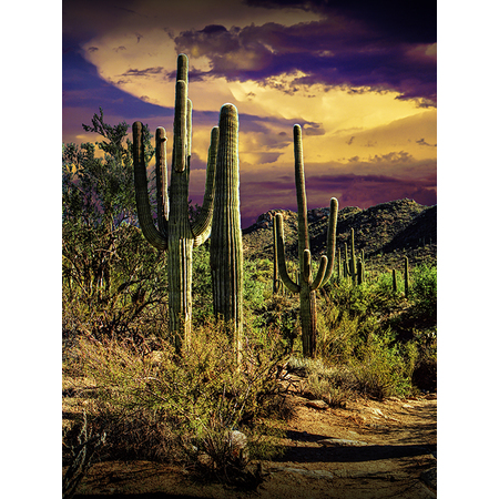 Medium ldsp saguaro cactus fs063 f
