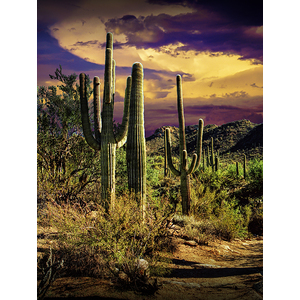 Saguaro Cactuses in Saguaro National Park at Sunset by Randall Nyhof