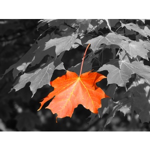 Fall Orange  by Brian Horan