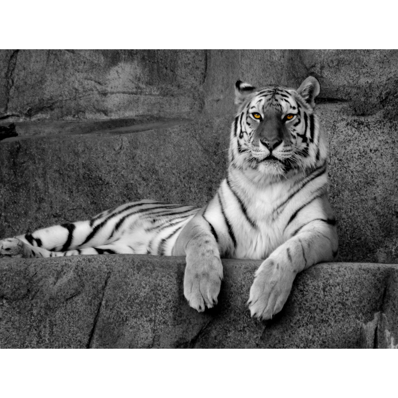 Tiger Eye by Brian Horan