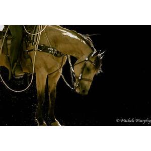 Rodeo by Michele  Murphy 