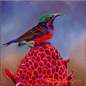 Purple Throated Sunbird and Red Torch Ginger by Dana Newman