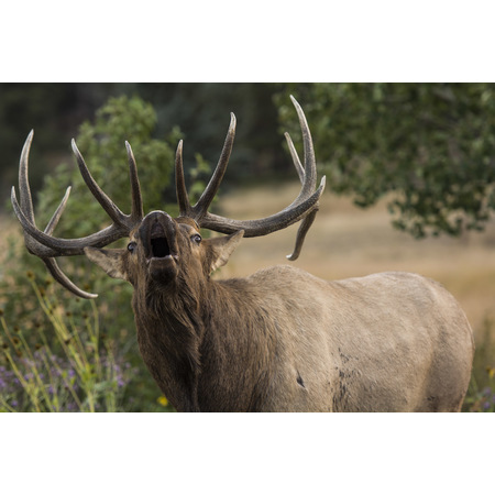 Medium elk with attitude