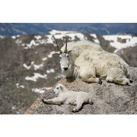 Medium mountain goats