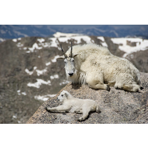 Mountain Goats by Roger Doak