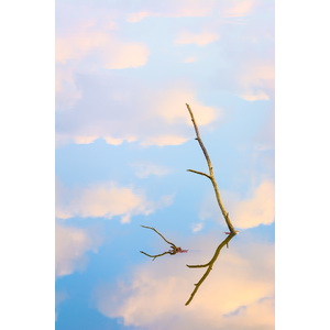 Sky Branch by John Weller