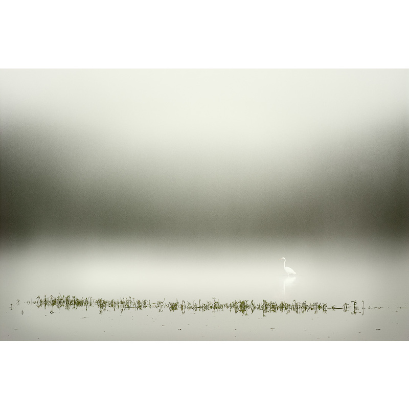 Egret in Fog by John Weller