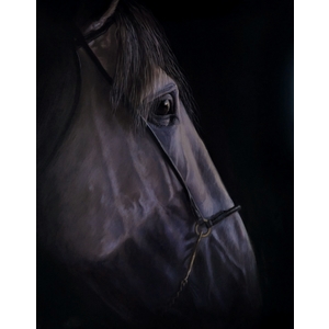 Gray Stallion Profile by Barbara Benstein