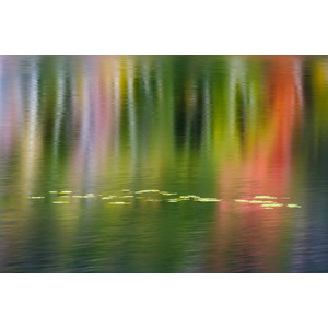 Beaver Pond Lilies by John Weller