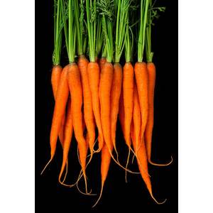 Carrots by Jon Walton