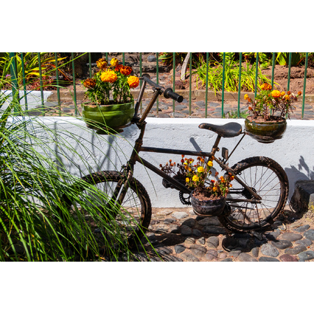 Medium bike in garden   quito  ecuador