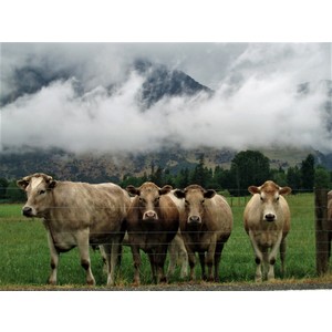 NZ Cows by Paul Ramsey