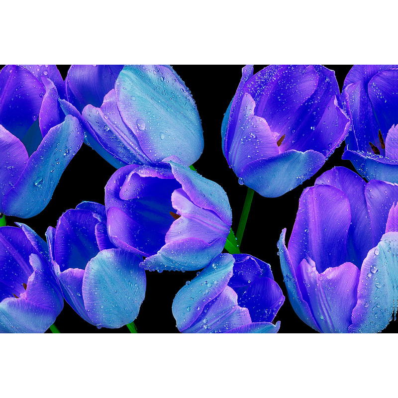 Blue Tulips by Jon Walton