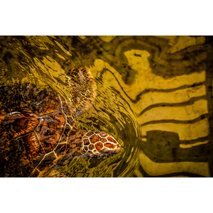 Green Sea Turtle - Mazunte, Mexico by Jay Rasmussen