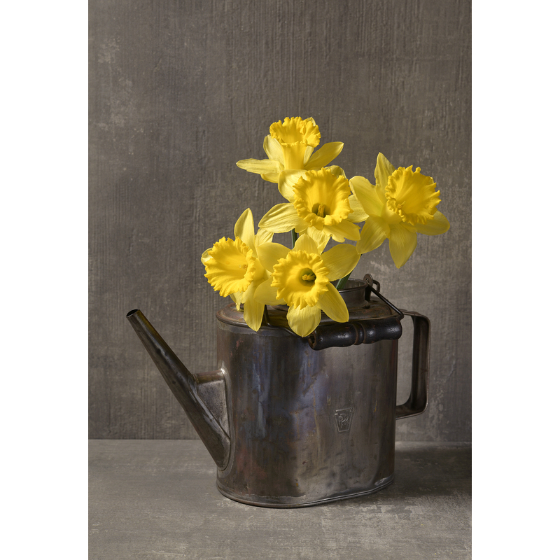 10.75" x 16.5" Daffodils in a Railroad Tea Pot by Jack Kraig