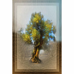 Twisted Tree 20 x 30 by Matt Jackson